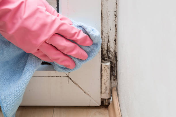 Best Black Mold Removal  in Sidy, NE